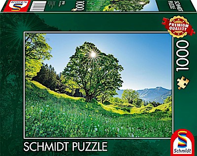 Berg-Ahorn im Sonnenlicht, St. Gallen, Schweiz